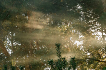 Widoczne promienie zachodzącego słońca rozświetlają zadymiony las między drzewami  - obrazy, fototapety, plakaty