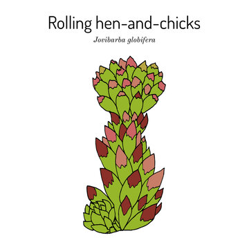 Rolling hen-and-chicks (Jovibarba globifera), medicinal plant. Hand drawn botanical vector illustration