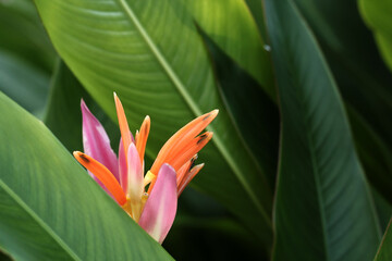 Obraz premium Blooming Strelitzia Reginae flowers among green leaves, Strelitzia Reginae flowers