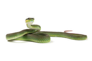 Obraz premium Trimeresurus Insularis closeup on isolated background, Indonesian viper snake closeup
