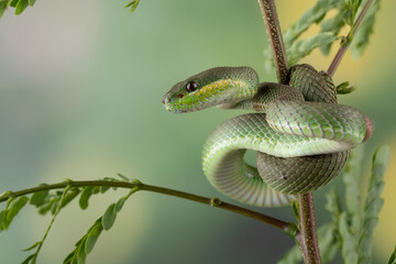 Trimeresurus Insularis closeup on branch, Indonesian viper snake closeup