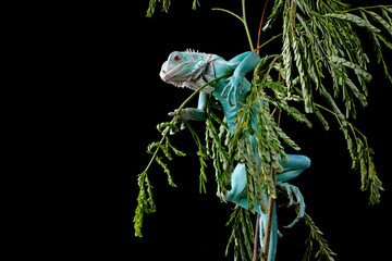 Blue Iguana closeup on branch with black backgrond, Blue Iguana 