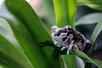 The Amazon milk frog (Trachycephalus resinifictrix) closeup on leaves, Panda bear tree frog on branch. The mission golden eyed tree frog closeup