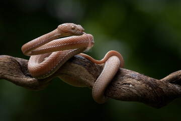 Obraz premium Mangrove Pit Viper with attack position on branch, Mangrove Pit Viper closeup on branch, Mangrove Pit Viper front view