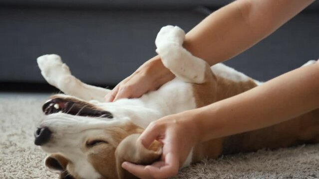 Full shot of young brown and white hare pied Beagle dog lying on carpet with its belly up, enjoying female hands tenderly petting dog, cuddling, touching its head and ears. Living room, daytime