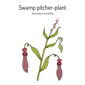 Swamp pitcher-plant (Nepenthes mirabilis), ornamental plant