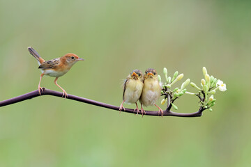 Zitting Cisticola bird feeds its two hungry chicks on a branch, Baby Zitting Cisticola bird waiting...