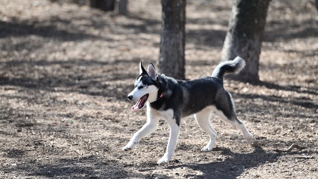 4K Photograph Capture: Husky Puppy Enjoying Playtime at the Park