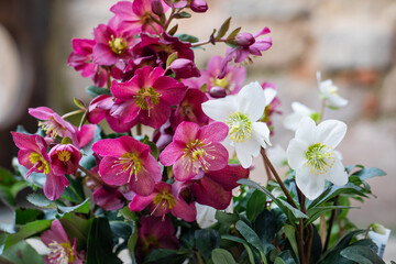 Helleborus, white and burgundy hellebore