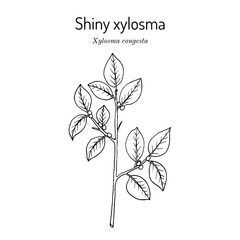 Shiny xylosma (Xylosma congesta), medicinal plant