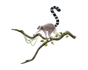 Jungle lemur walking along the branch with tropical liana vines watercolor illustration isolated on white background. Funny realistic Madagascar tropical animal monkey with long tail - obrazy, fototapety, plakaty