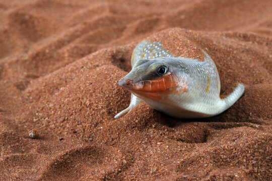 Sandfish lizards are trying to hide under the sand, Sandfish lizard "Scincus scincus" closeup