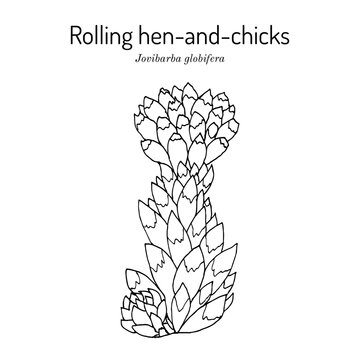 Rolling hen-and-chicks (Jovibarba globifera), medicinal plant. Hand drawn botanical vector illustration