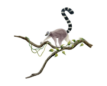 Jungle lemur walking along the branch with tropical liana vines watercolor illustration isolated on white background. Funny realistic Madagascar tropical animal monkey with long tail
