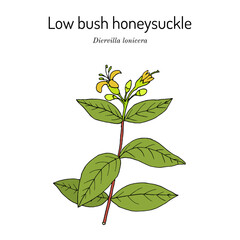 Low bush honeysuckle (Diervilla lonicera,), medicinal plant