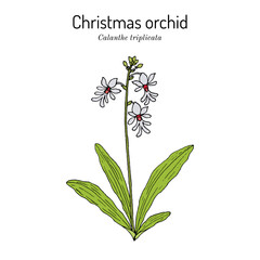 Christmas orchid (Calanthe triplicata), medicinal plant.