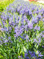 Obraz premium Great camas