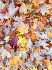 Lake Hills Fall Colors