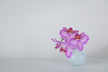 purple orchid in glass vase on white background
