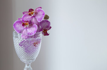purple orchid in glass  on background white wall