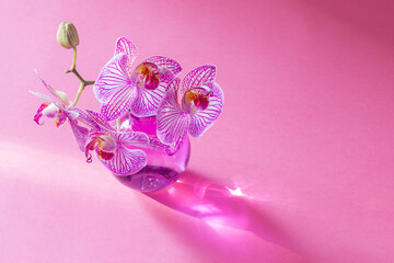 purple orchid in sunlight on pink background