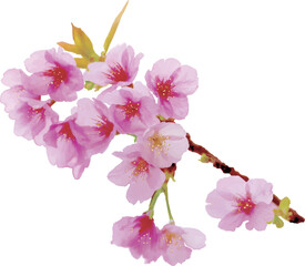 手描き風の枝付きの桜イラスト
