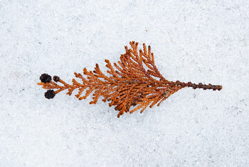 Fallen leaves on snow-covered ground.
