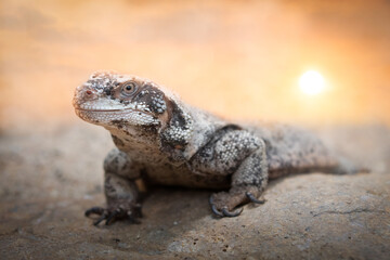 Close-Up of a Wild Common Chuckwalla Lizard in warm Light