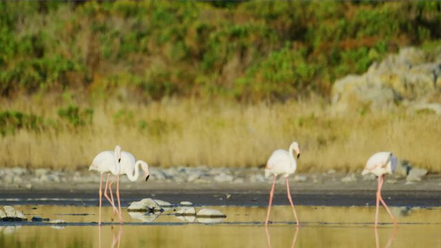 Flamingo walk in shallow water, Wild Greater flamingo (Phoenicopterus roseus) in the salt lake, Nature Wildlife. 