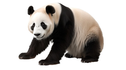 cute panda on transparent background