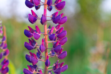 Purple lupine flowers in meadow