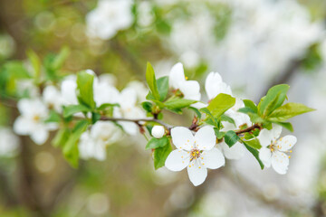 Close-up of beautiful white flowers of a fruit tree. Spring background with blossoming fruit tree.