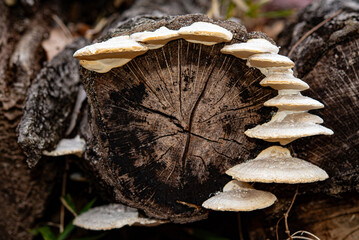 Fungi growing circularly on rotten tree stump.