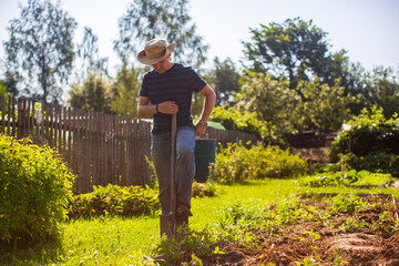 Fototapeta premium The farmer stands with a shovel in the garden. Preparing the soil for planting vegetables. Gardening concept. Agricultural work on the plantation
