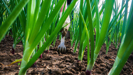 Weeding beds with agricultura plants growing in the garden. Weed control in the garden. Cultivated land close-up. Agricultural work on the plantation
