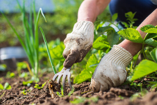 Weeding beds with agricultura plants growing in the garden. Weed control in the garden. Cultivated land close-up. Agricultural work on the plantation