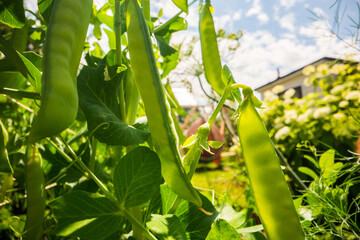 Pea pod, stem and leaves of close up in the farm. Green fresh natural food crops. Gardening concept. Agricultural plants growing in garden beds - obrazy, fototapety, plakaty