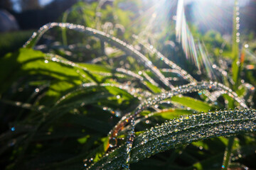 Closeup of lush uncut green grass with drops of dew in soft morning light. Beautiful natural rural landscape for nature-themed design and projects