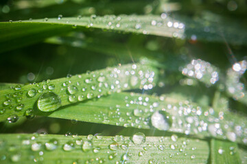 Closeup of lush uncut green grass with drops of dew in soft morning light. Beautiful natural rural landscape for nature-themed design and projects