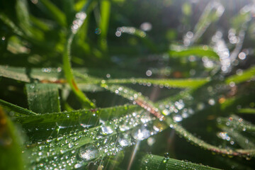 Closeup of lush uncut green grass with drops of dew in soft morning light. Beautiful natural rural landscape for nature-themed design and projects