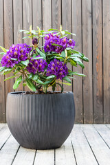 Flowering purple color  rhododendron in pot in springtime, isolated vivid color rhododendron in pot on terrace of house  