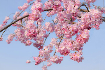 Weeping cherry tree in Japanese garden. Sakura flowers. 