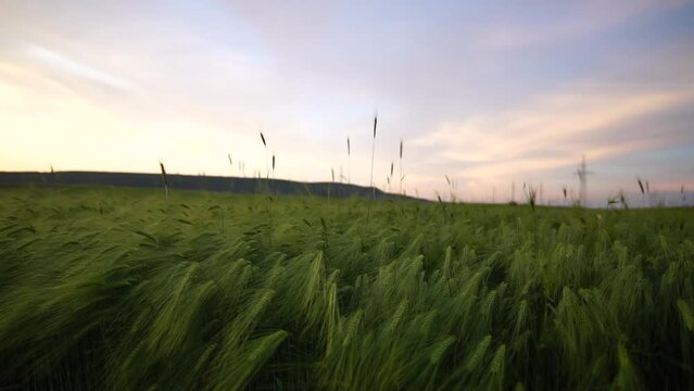 Sunset wheat field. Green wheat sprouts on a field in the rays of sunset, with young shoots growing during spring. Concept of wheat farming, agriculture and organic eco-bio food production