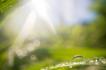 Obraz premium Closeup of lush uncut green grass with drops of dew in soft morning light. Beautiful natural rural landscape for nature-themed design and projects