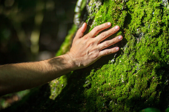 A man's hand touch the tree trunk close-up. Bark wood. Caring for the environment. The ecology concept of saving the world and love nature by human