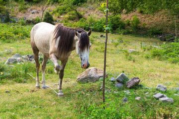 Young horse in the yard