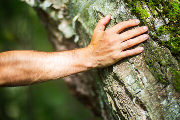 A man's hand touch the tree trunk close-up. Bark wood.Caring for the environment. The ecology concept of saving the world and love nature by human