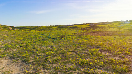 Green meadow in the highlands in spring