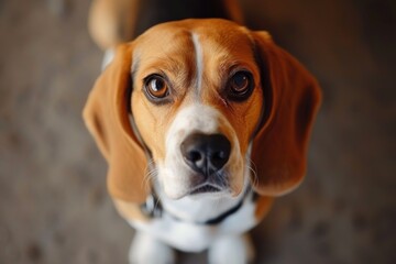 Cute Beagle Dog Strikes Charming Pose For Closeup Portrait