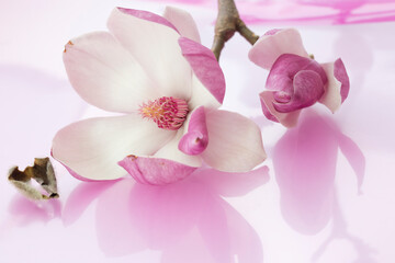 Magnolia liliiflora Nigra branch with one closed pink blossom and one open flower with white petals and flower center with purple anthers and pistils reflected on light rose background